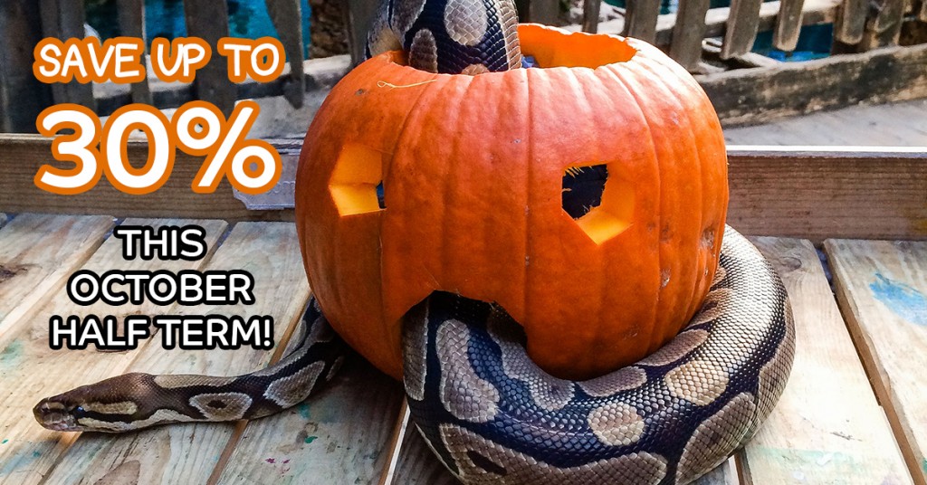 Halloween - Save up to 30%